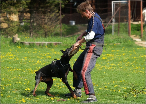 Dogs in training 5/2008